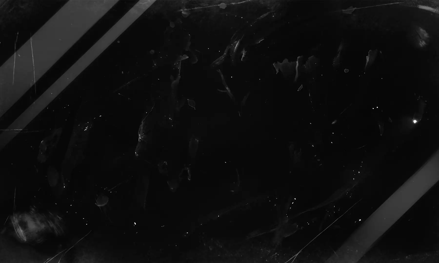 Frosted glass pane over the forest scene