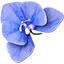 Blue & Purple Orchid Flower 3D
