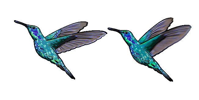 hummingbird animated custom cursor